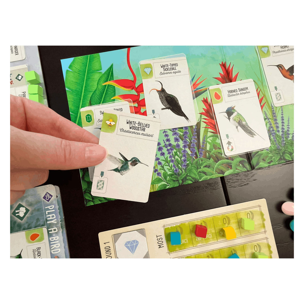 999games 999 games wingspan: midden- en zuid-amerika bordspel (uitbreiding, nederlands, 1 - 5 spelers, 40 - 70 minuten, vanaf 10 jaar)
