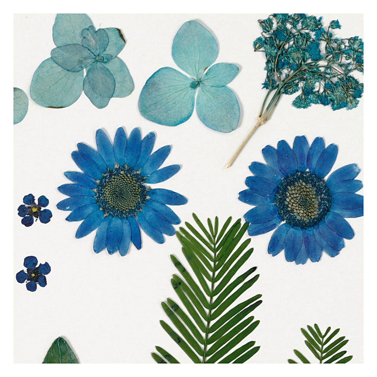 Creativ company gedroogde bloemen en bladeren blauw, 19dlg.