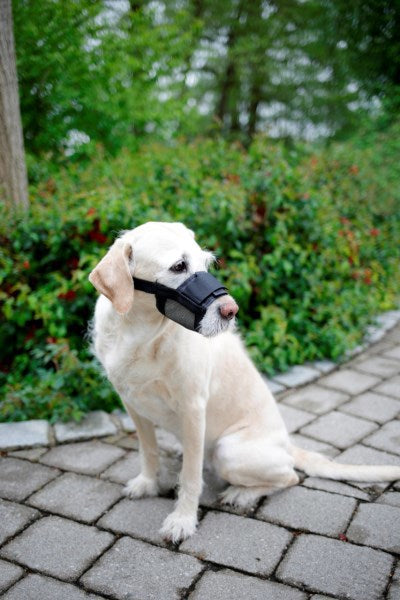 Producten nylon muilkort hond mt xl zwart