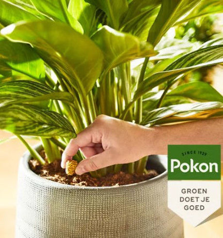 Pokon terras balkon planten voedingskegels 10st