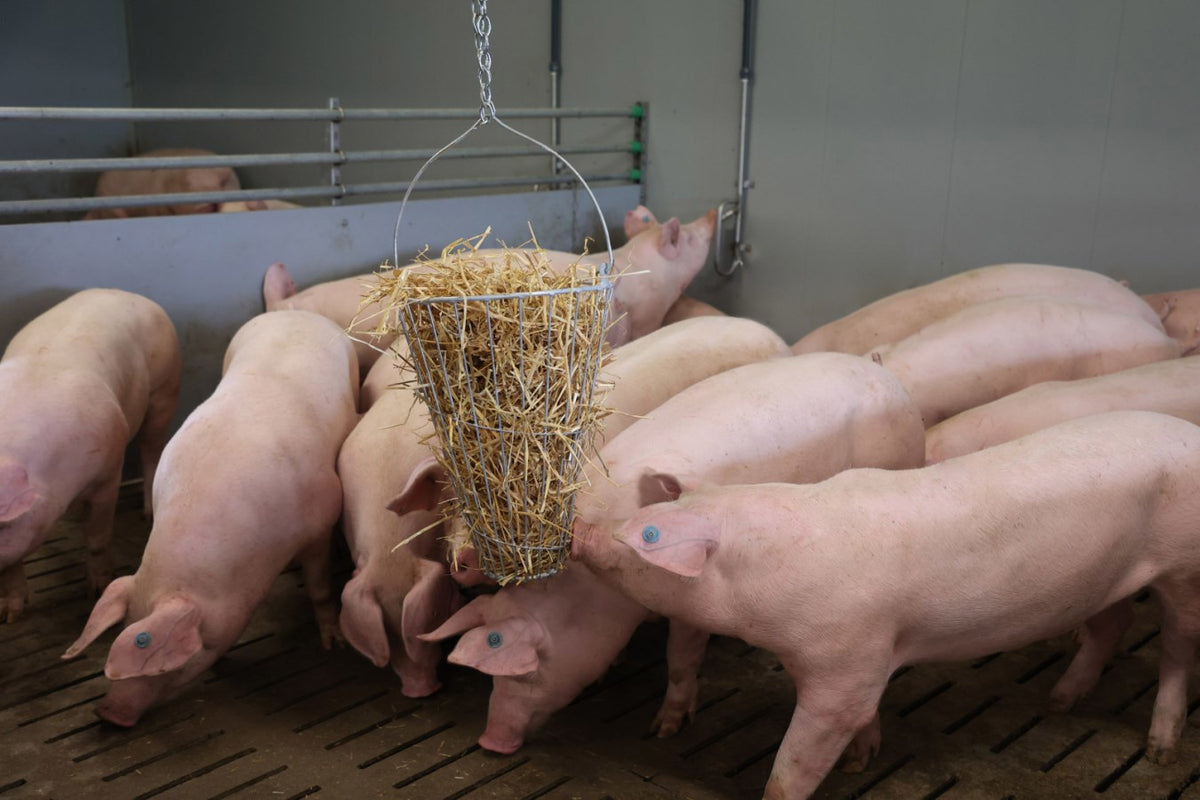Producten hooiruif voederkorf groenvoertrog gegalvaniseerd 50cm