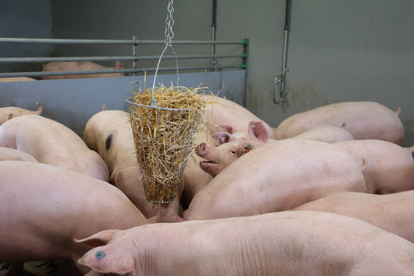Producten hooiruif voederkorf groenvoertrog gegalvaniseerd 50cm