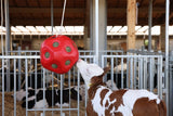 Producten voeder speel bal rood