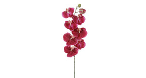Phalaenopsis l120cm cerise