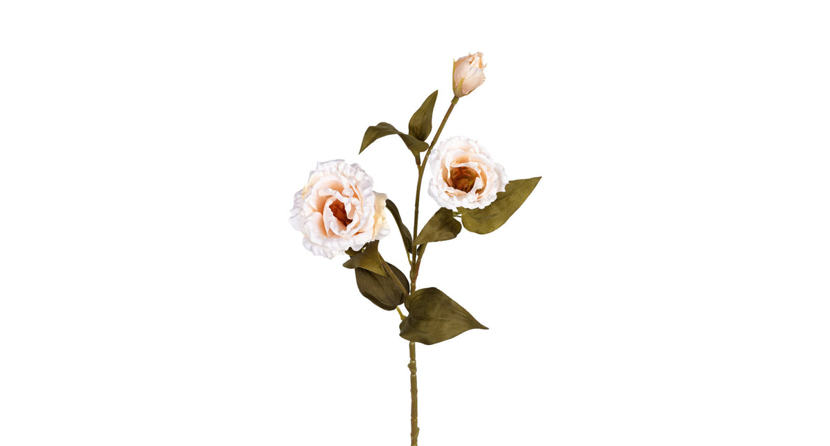 Lisiantus l68cm creme