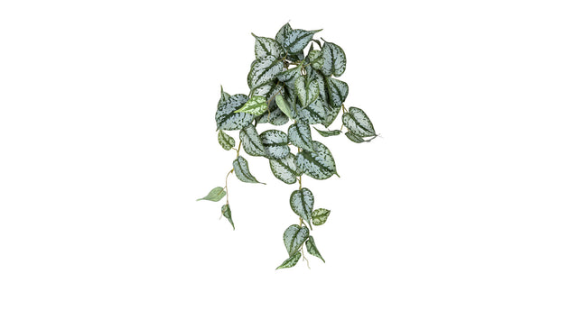Scindapsus hanger l45cm groen