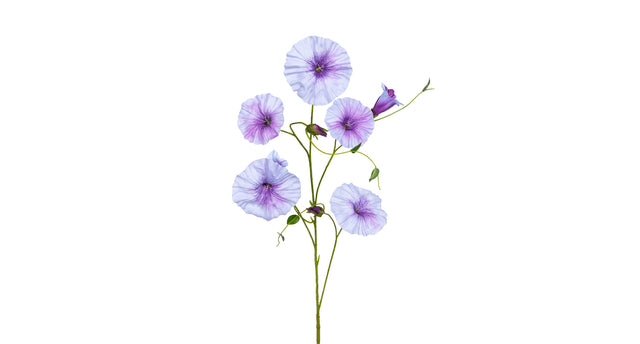 Morning glory l90cm lila