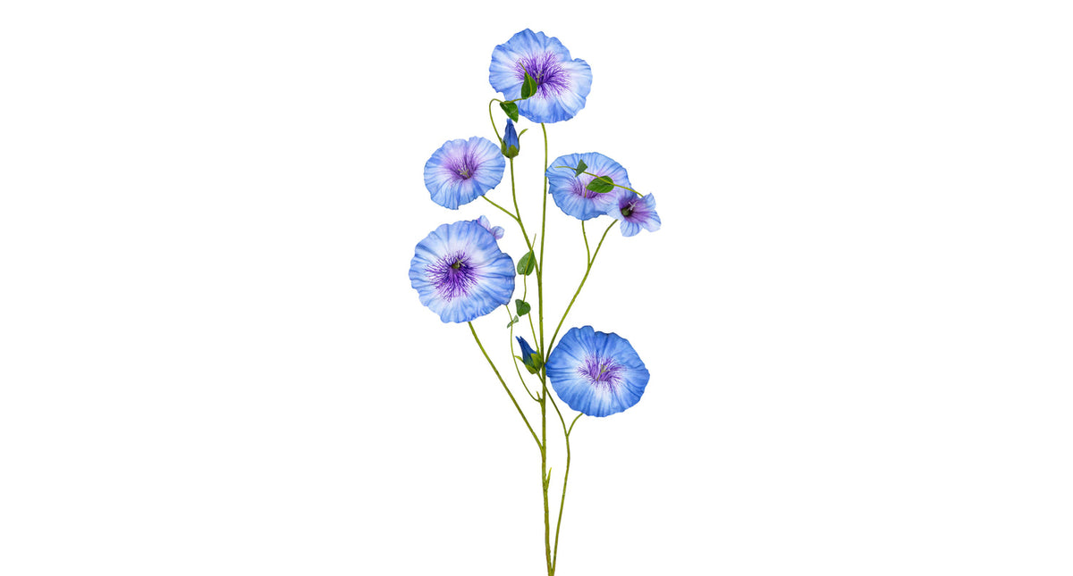 Morning glory l90cm blauw paars
