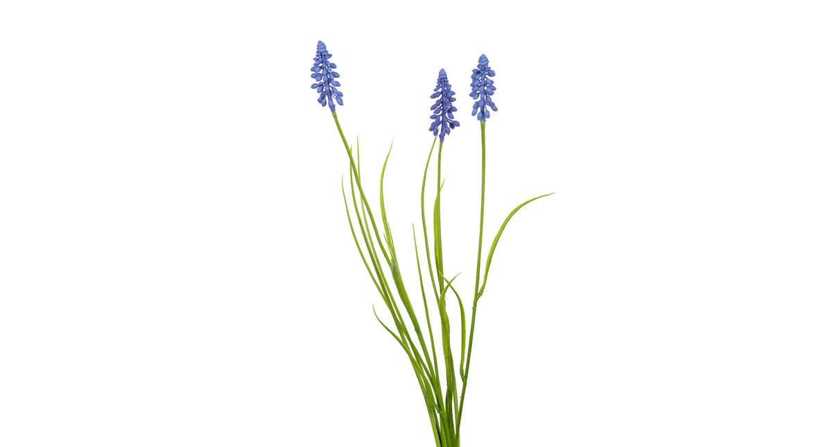 Muscari gras l70cm blauw