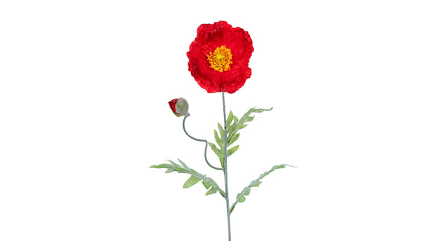 Papaver l74cm rood
