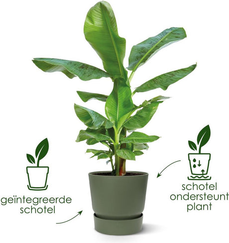 Elho greenville rond 30 - grote bloempot voor buiten met waterreservoir - 100% gerecycled plastic - ø 29.5 x h 27.8 cm - goudkleurig zand