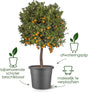 Elho algarve cilindro 30cm bloempot - antraciet
