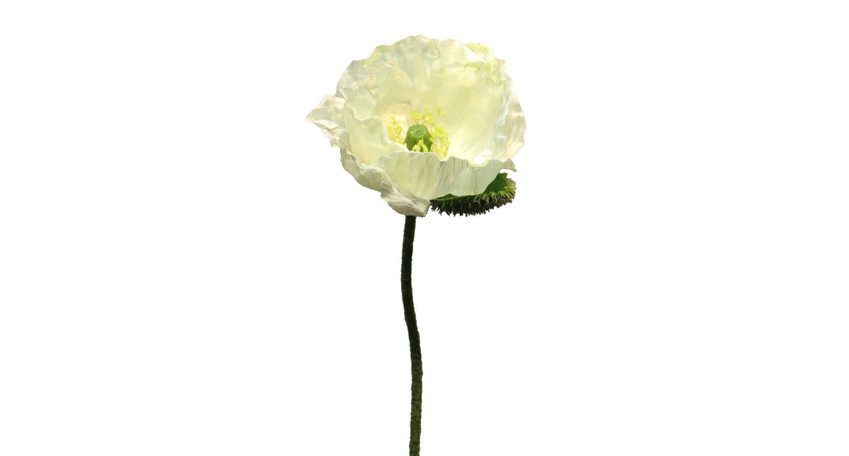 Papaver nudicaule cream open flower 70cm