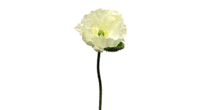 Papaver nudicaule cream open flower 70cm