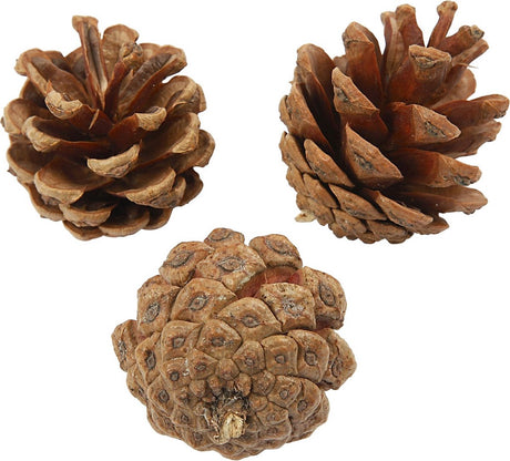 Creativ company dennenappels - natuurlijk materiaal - 500 gr