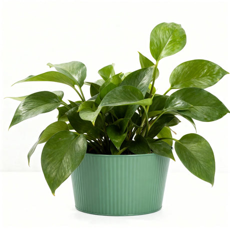 Arti casa plantpot ø25xh14cm