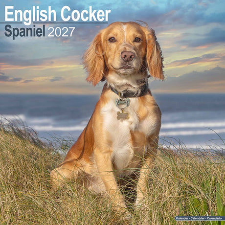 Avonside engelse cocker spaniel kalender 2027