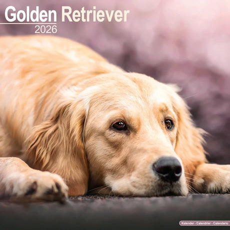 Avonside golden retriever kalender 2026