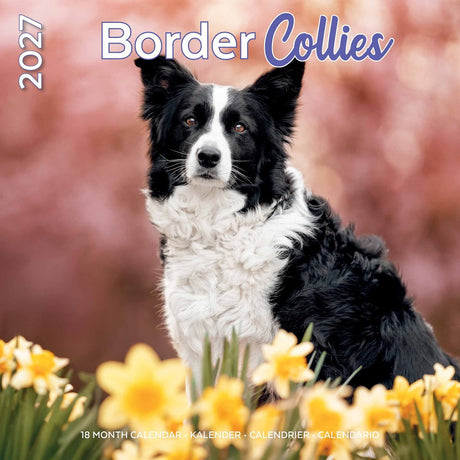 Plenty gifts border collie kalender 2027
