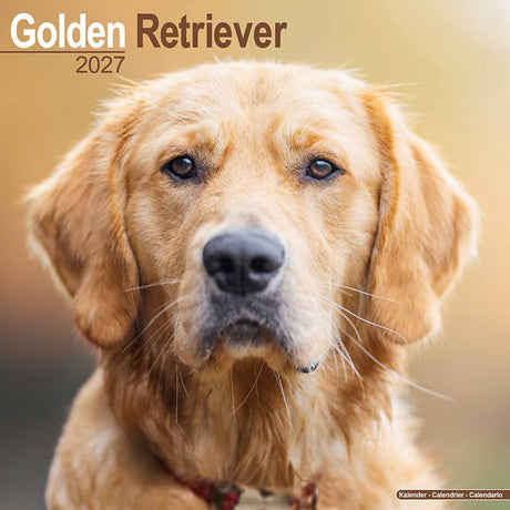 Avonside golden retriever kalender 2027