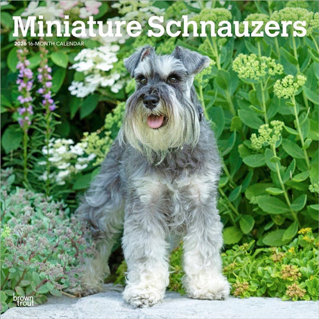 Browntrout miniatuur schnauzer kalender 2026