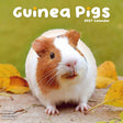 Avonside cavia kalender 2027