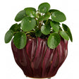 Mica decorations planten bloempot thom - bordeaux rood - keramiek - 17 x 22 cm