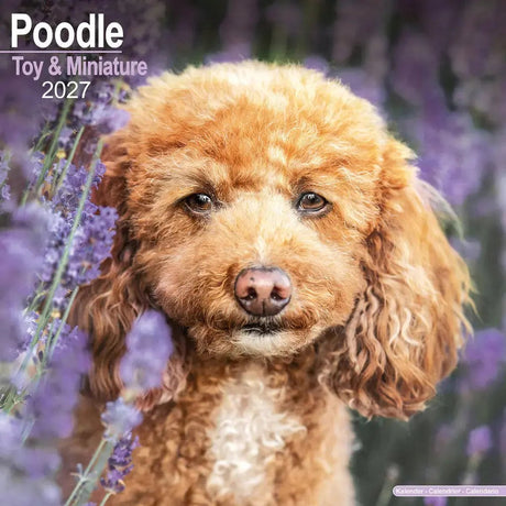 Avonside poedel toy en miniatuur kalender 2027