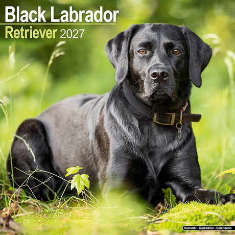 Avonside labrador retriever zwart kalender 2027