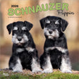 Browntrout schnauzer puppies kalender 2026