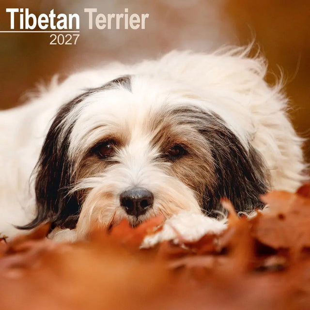 Avonside tibetaanse terrier kalender 2027