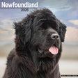 Avonside newfoundlander kalender 2026
