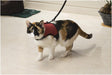 Beeztees loopharnas comfort - kattentuigje m