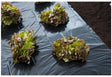 Nature – mulchfolie 3 x 4 m – 100µ – uv-behandeld
