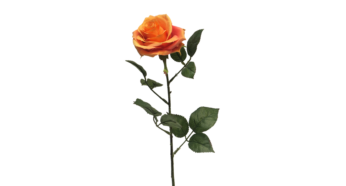 Rosa dijon orange 64cm