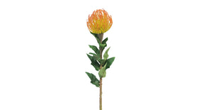 Nutans segal orange 74cm
