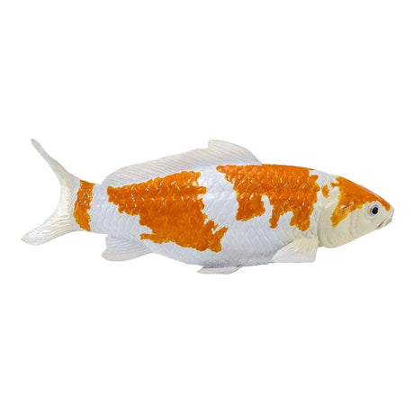 Mojo koi collection - ochiba shigure koi goud wit 381122