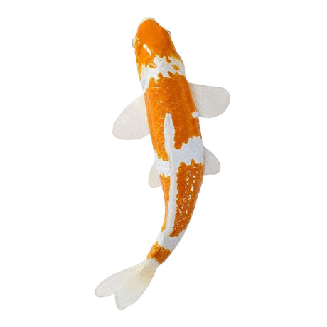 Mojo koi collection - ochiba shigure koi goud wit 381122