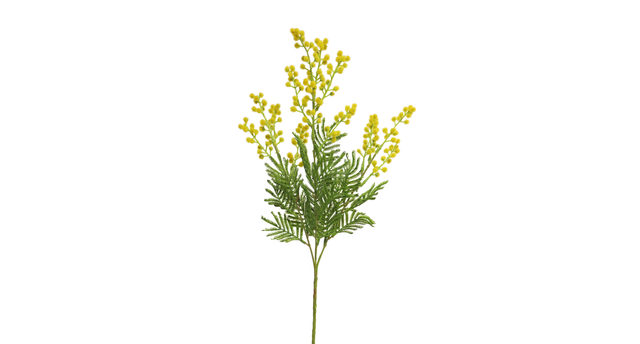 Mimosa eloise yellow 68cm