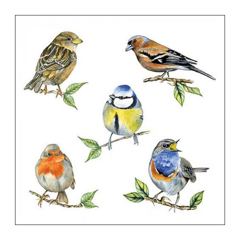 Ambiente servet 33 bird species white