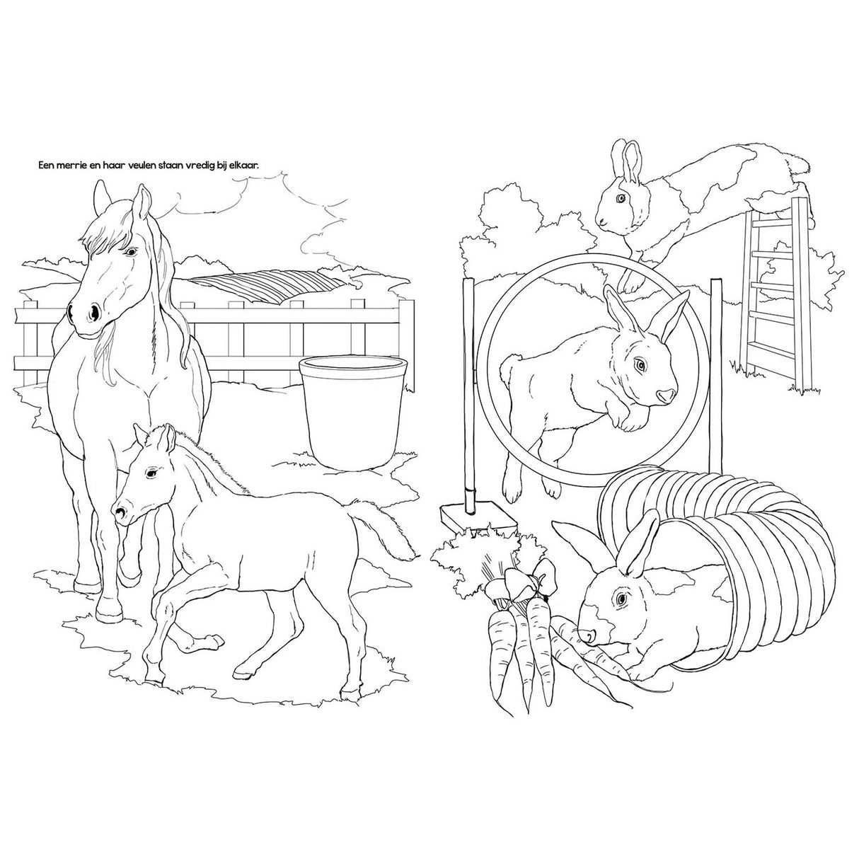 Color book Farm animals