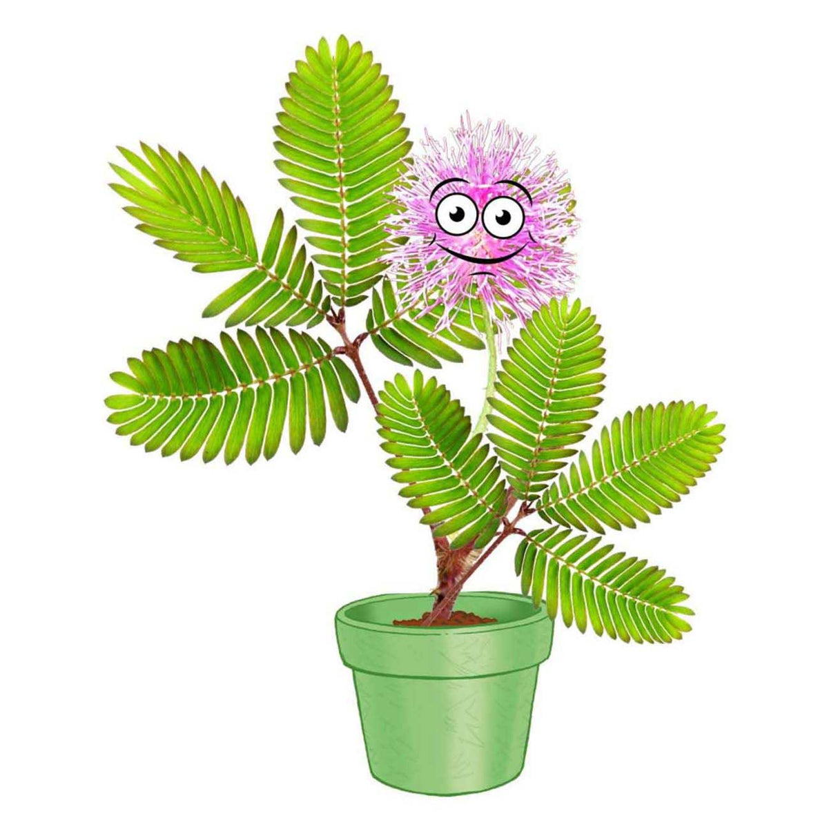 Kosmos mimosa garden – experimenteerset – kweek je eigen gevoelige plant – inclusief kweekpot, aarde en zaden – plant die reageert op aanraking