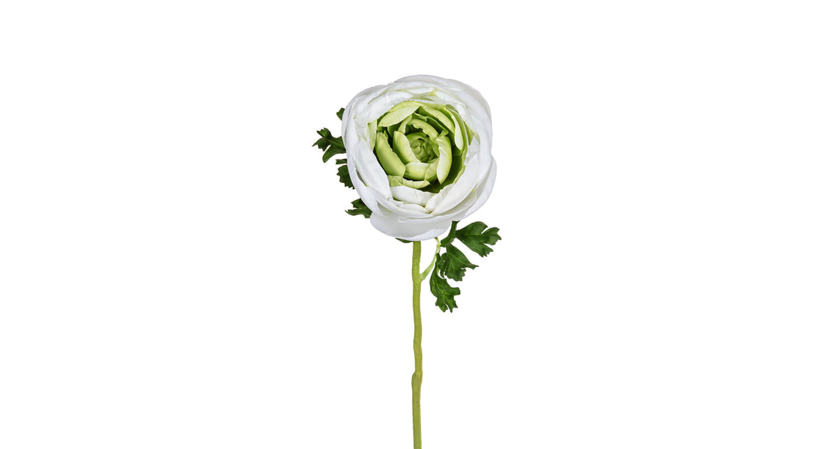 Ranonkel l62cm wit groen