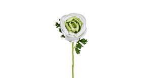 Ranonkel l62cm wit groen