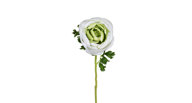 Ranonkel l62cm wit groen