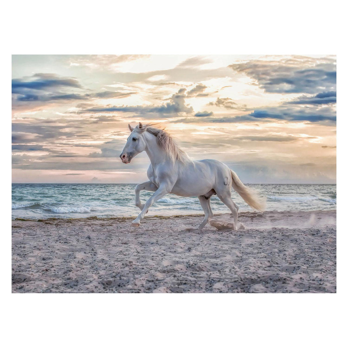 Ravensburger Horse på strandbenene puslespil 500st.