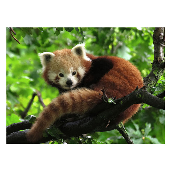 Ravensburger Jigsaw Puzzle Cute Red Panda, 500.