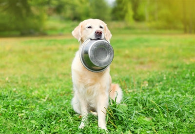 Happy Pet Food Bowl z nerezové oceli