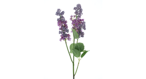 Seringa spray cork mauve 88cm