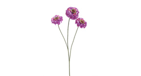 Zinnia elegans spray purple 60cm